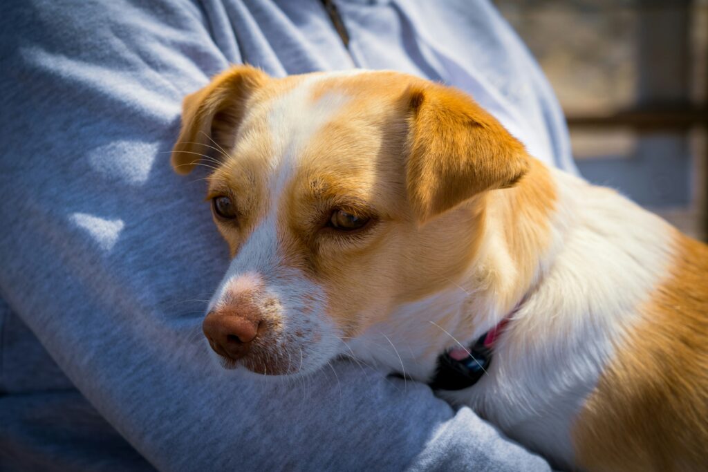 jack russell chihuahua mix sleeping on a lap